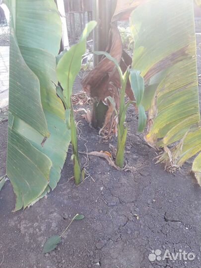 Банановая пальма