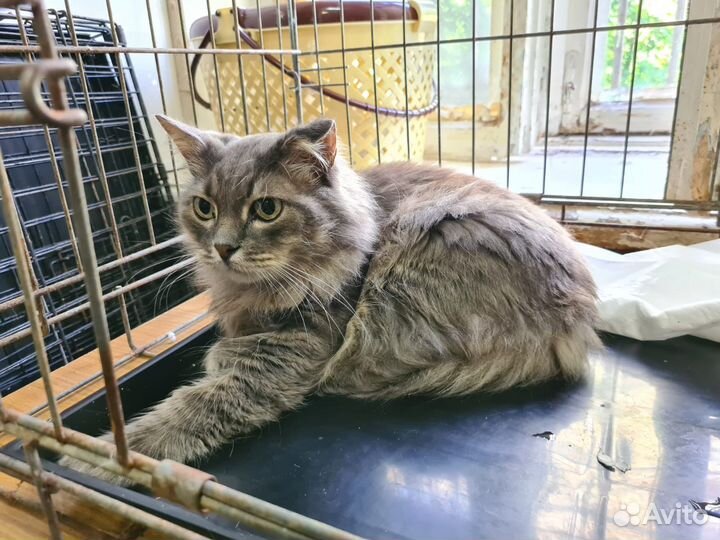 Кошка в добрые руки