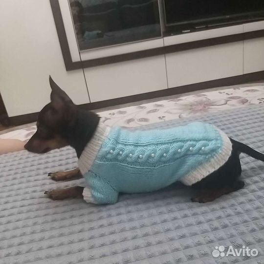 Вязанная одежда для собак