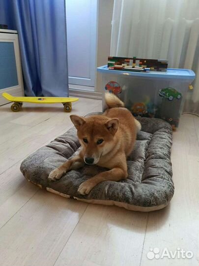 Лежанки для собак и кошек