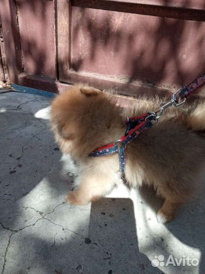 Щенки померанского шпица