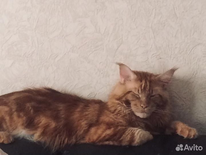 Рыжий Мейн-Кун ищет вязку