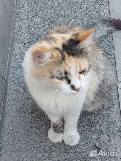 Кошка