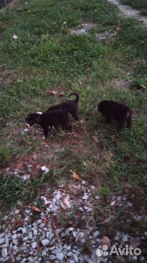 Собаки бесплатно в добрые руки