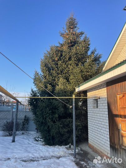 Ель от 5 метров