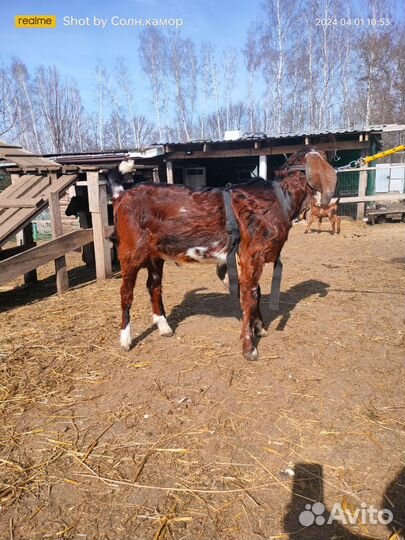 Козлик камори 50%