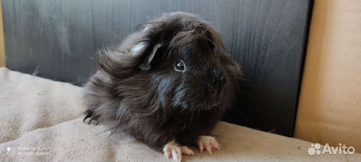 Морские свинки - лучшие питомцы