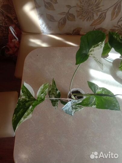 Сингониум империал вайт