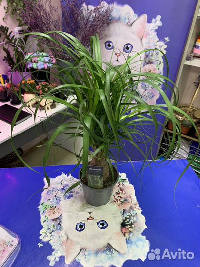 Нолина Фикус