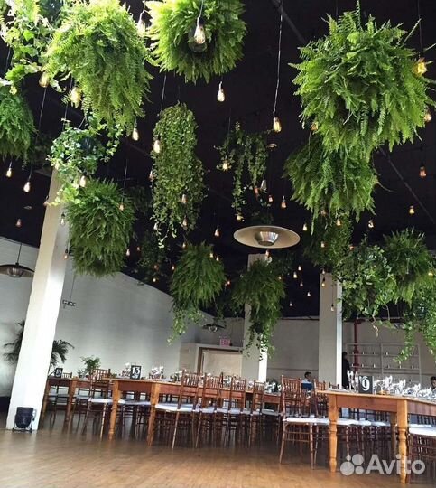 Озеленение ресторана / озеленение потолка