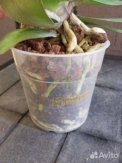 Орхидея Белла Хелена отцвела