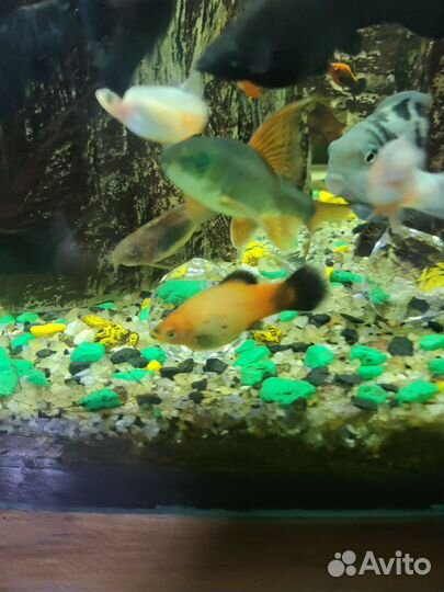 Аквариумные рыбки