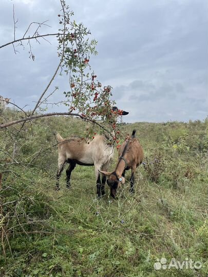 Альпийские козы с документами
