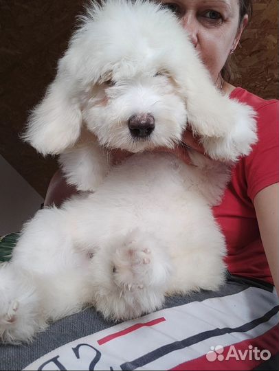 Белые медвежата