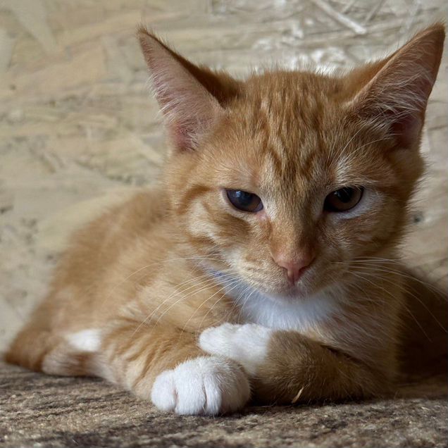Котёнок в добрые руки