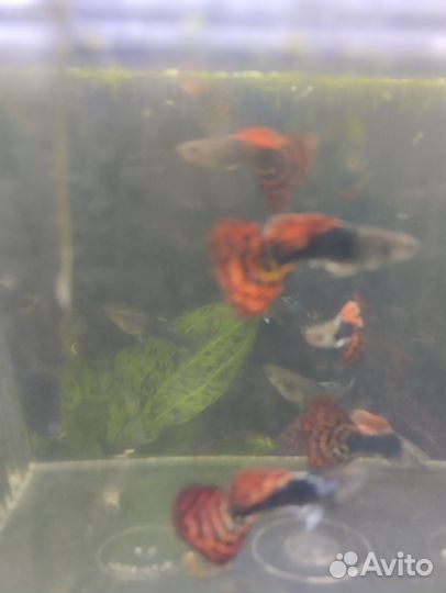 Телескоп. Злотые рыбки