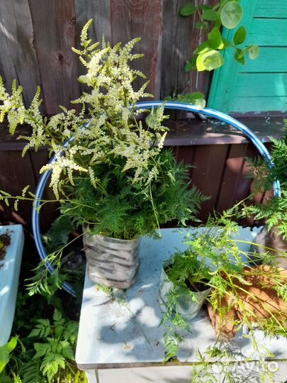 Садовые растения