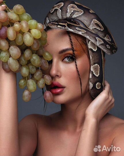 Аренда змей