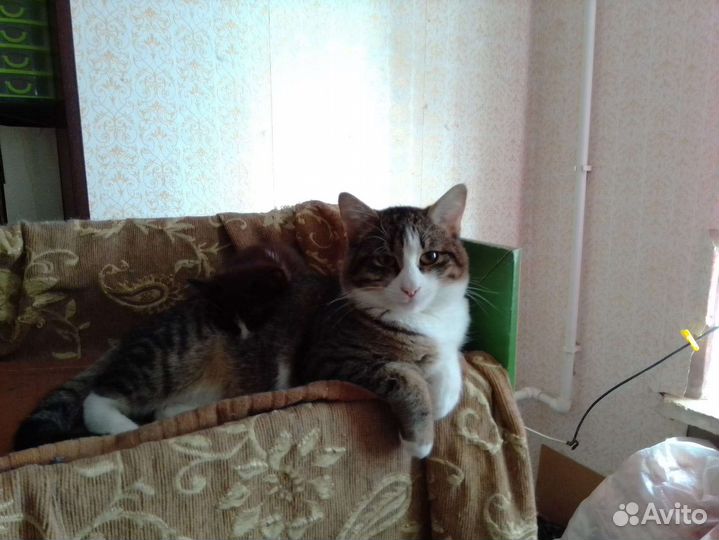 Кот в добрые руки