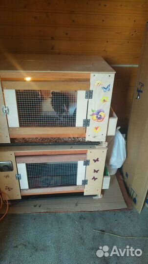 Брудер для цыплят на 50 голов