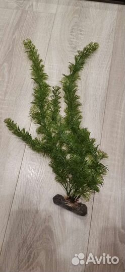 Декоративные аквариумные растения