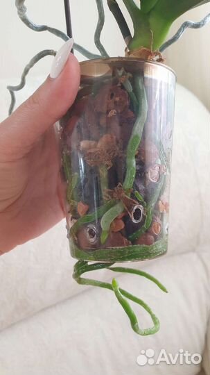 Орхидея фаленопсис Спач боб