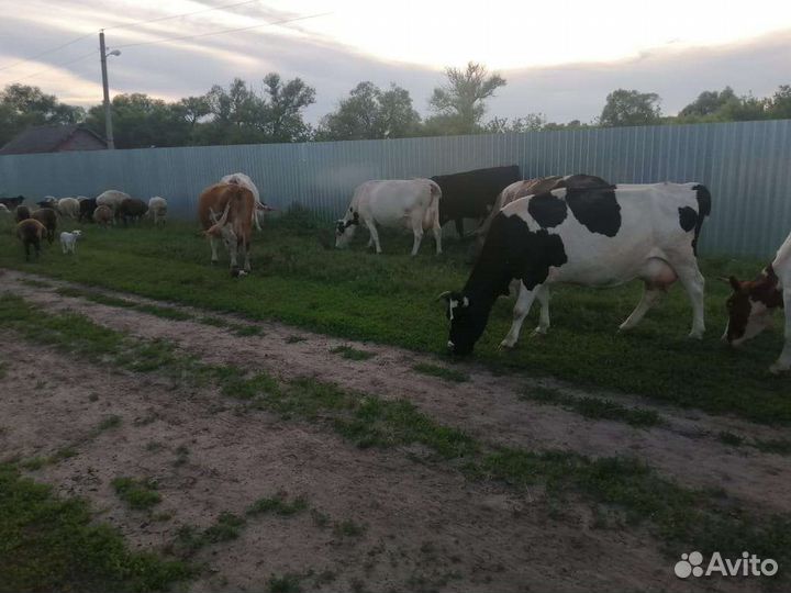 Коровы дойные молочные