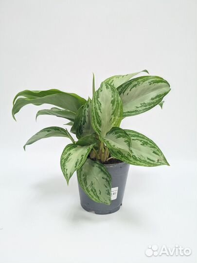 Аглаонема Сильвер Бай 12/35