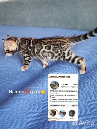 Бенгальские котята в любимцы или в разведение