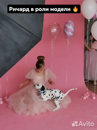 Далматин фотосессия вязка