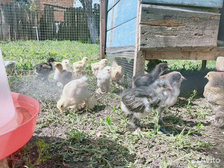 Цыплята породы Брама