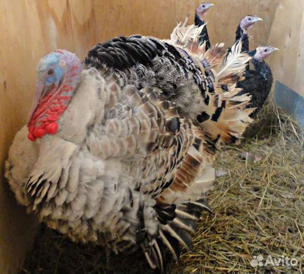 Инкубационное яйцо индейки, цесарки, индоутки