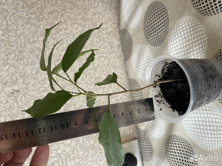 Комнатные растения фикус