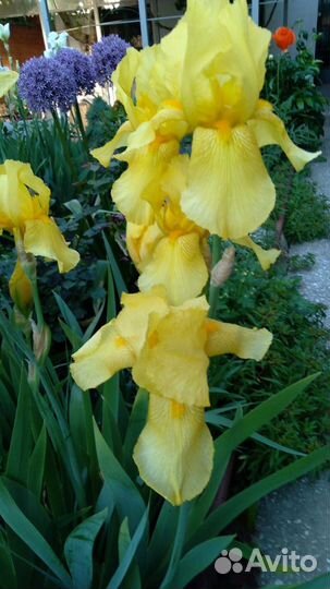 Ирисы сортовые