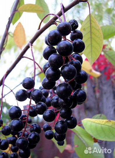 Черёмуха крупноплодная (слабовяжущая)