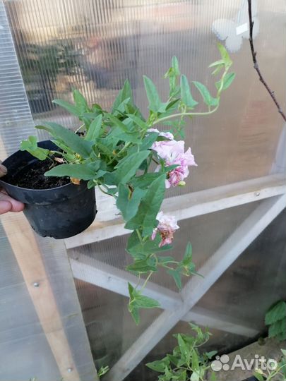 Калистегия