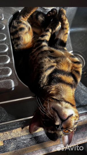 Бенгальская