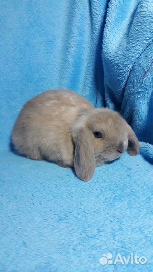 Карликовый кролик