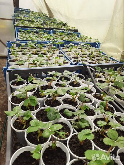 Саженцы клубники Мурано