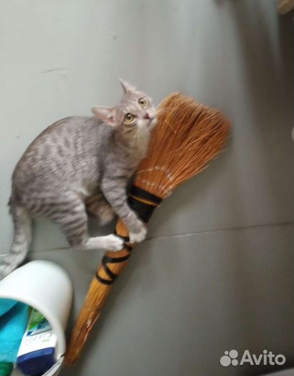 Котик ищет семью
