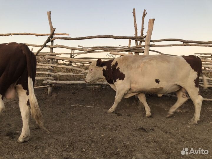 Быки и бычок