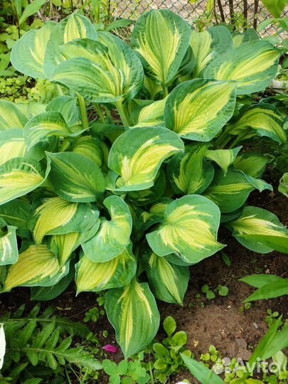 Продам хосты