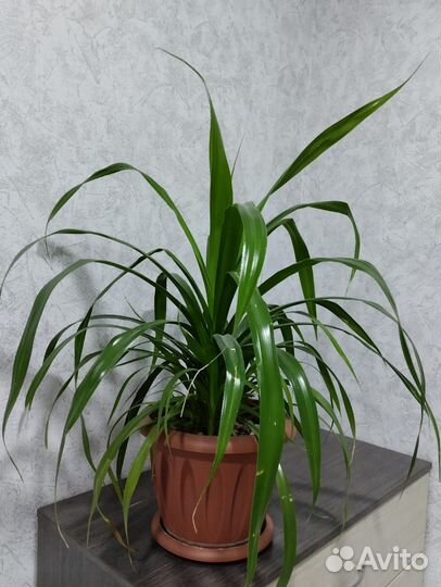 Комнатные цветы панданус