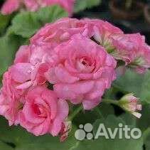 Пеларгония герань Античная роза