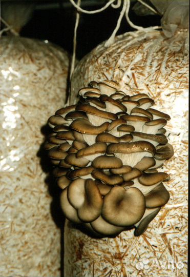 «Грибная грядка» вешенка