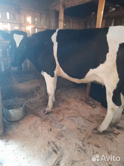 Продам корову 2х годовалую