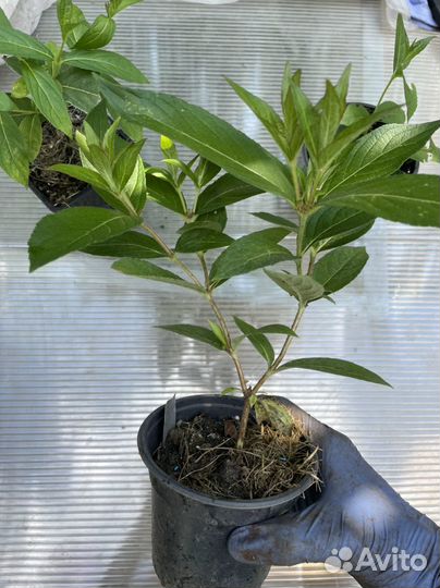 Вейгела саженцы