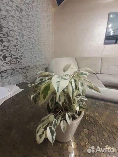 Красивый фикус