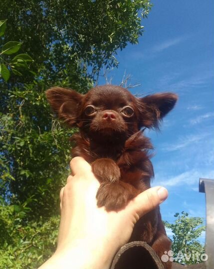 Чихуахуа мини бейби фейс Коби тип шоколадные