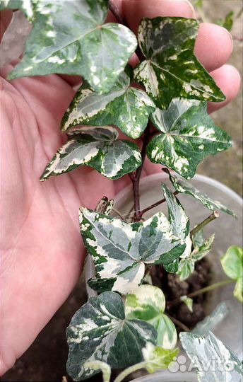 Хедера, разные сорта